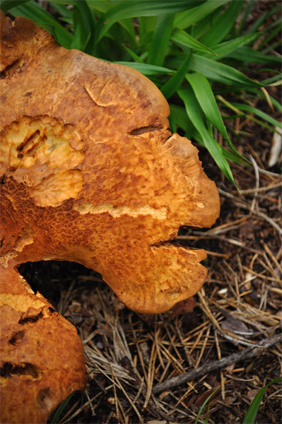 Sat. rerun from  2012-08-12