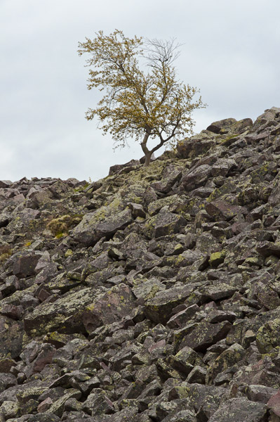 Rocks1Tree_5586