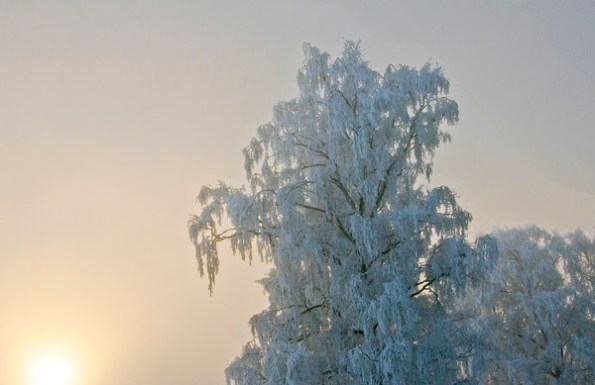 DawnSnowBirch_4224-3