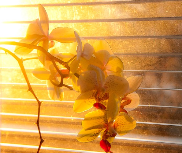MorningOrchids1_4561