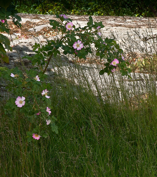 WildRoseBush_2545