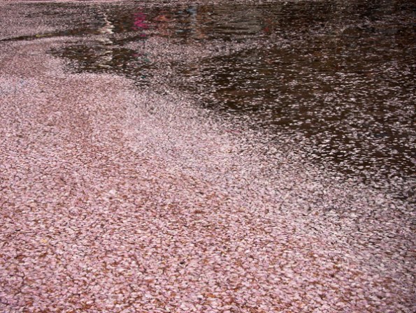 CherryPetalLake_7803