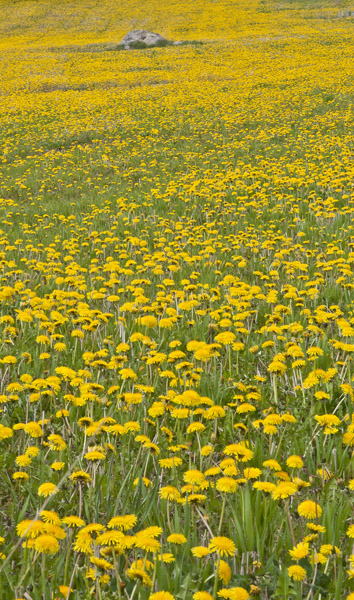 TaraxicumVulgaris_2105