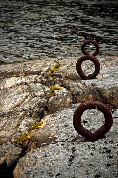 3ringsyellowFlowers_4968