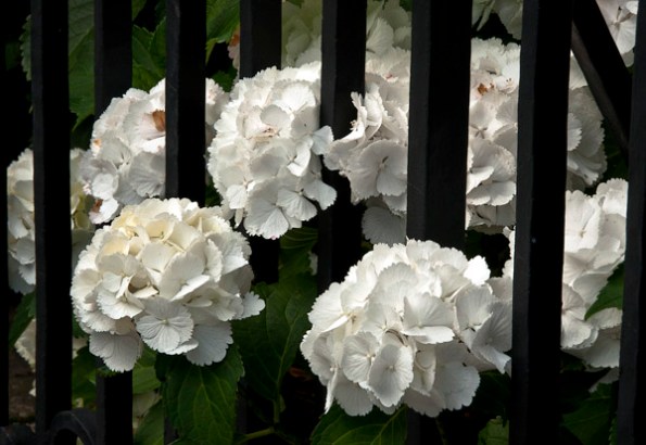 WhiteFlowerPrisoners_2876