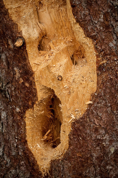 Run, Munch is coming!