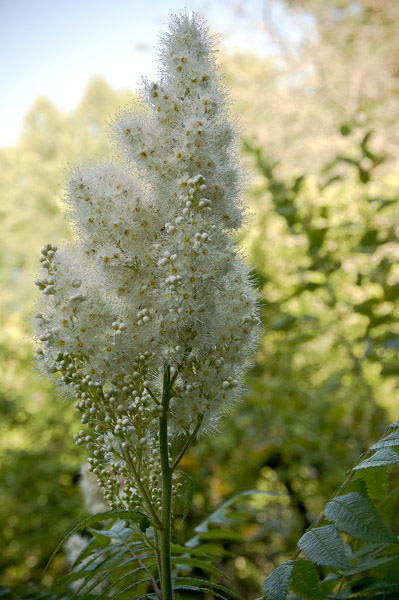 FloweringFlowers_5046