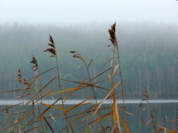 Fog and reeds