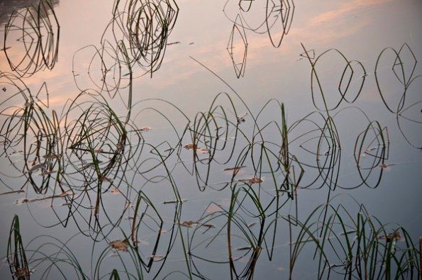 DawnLakeReeds3_3887