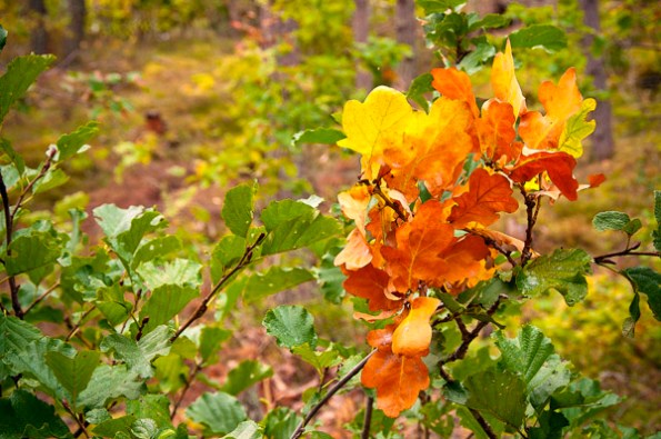 FallLeafBouquet6_5707