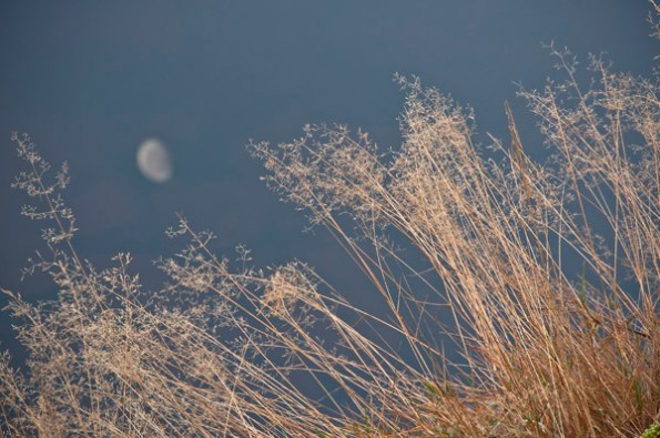 MoonWaterGrass1_3895