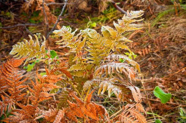 FrostFallFerns2_5940