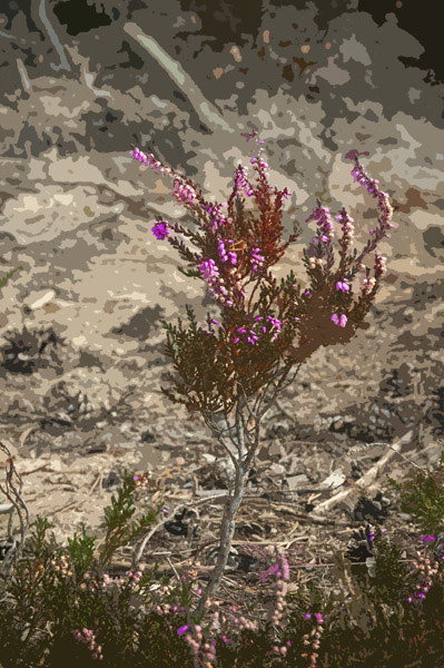 MicroHeatherTree7_5740