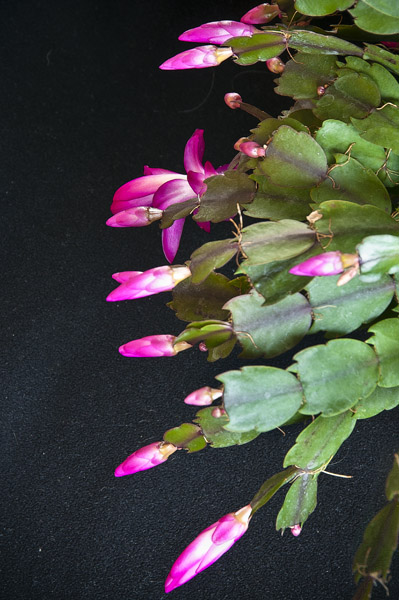 Note: The flowers are not saturated or otherwise color-manipulated.