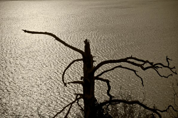 NakedTreeWater8_6299