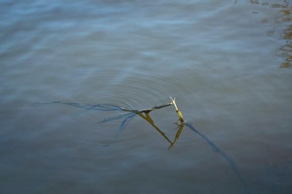 BrokenReedWater5_7397