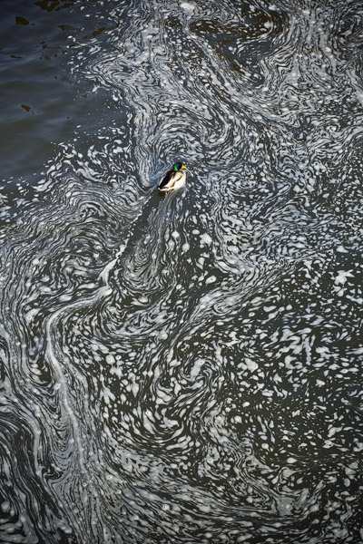 DuckinPatternedWater5_7424