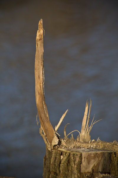 VerticleSurvivor1_7668