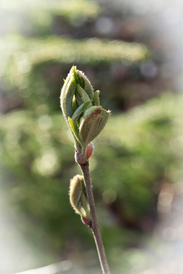 BabyLeavesGrace8_8237