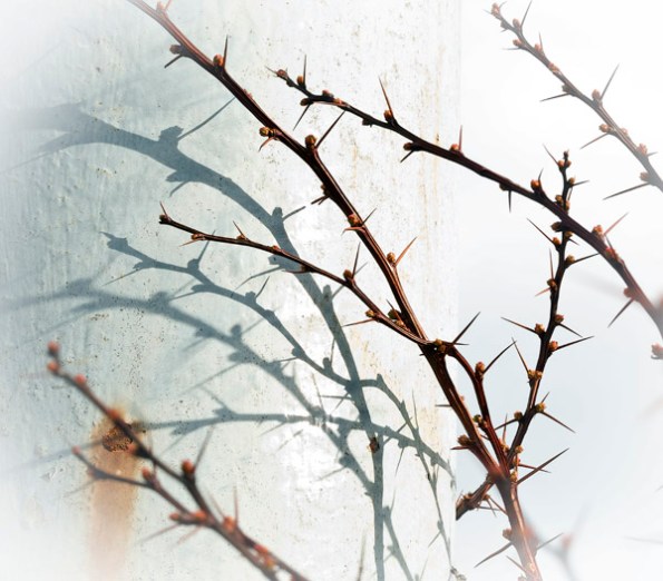 PlantspikeShadows4_7848