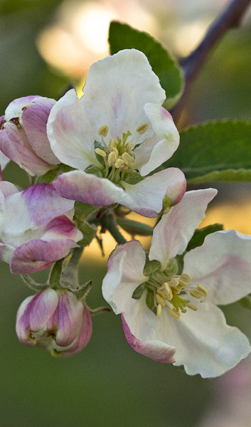 14AppleBlom7_8720