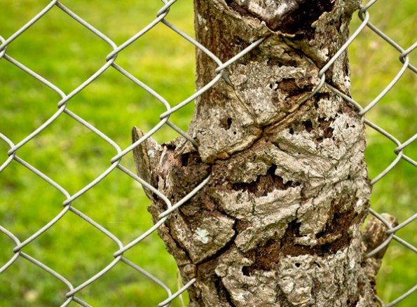 ChainFenceTree8_8645
