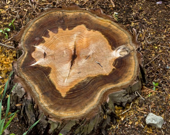 TreeTruckHistory8_8637