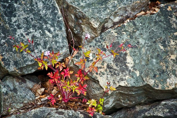 FlowersRocks1_9137