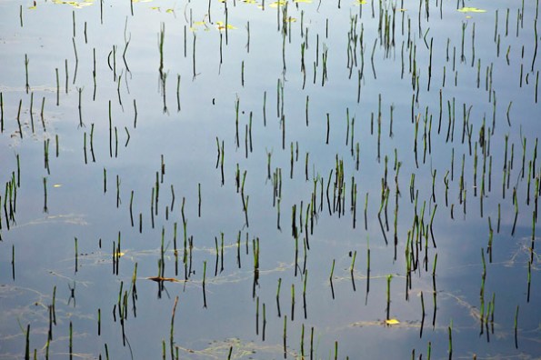 ShortBrokenReeds5_9544