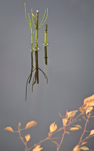 ShortReflectReeds5_9546