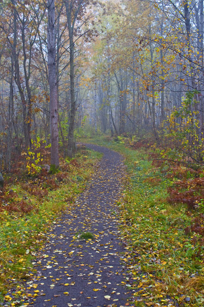 FallFogPath_3007