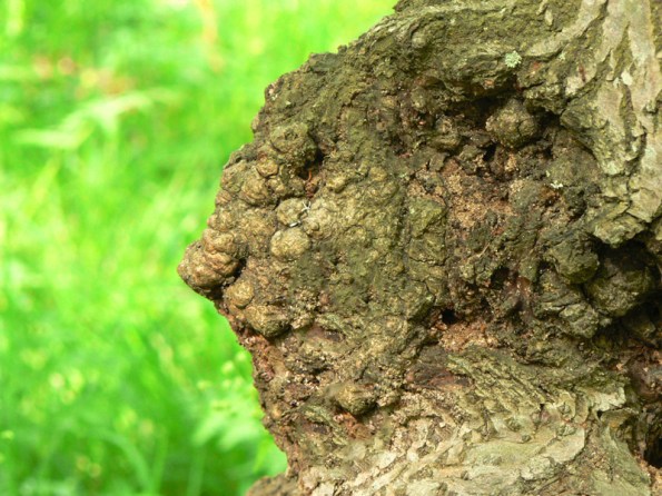 The artist of life. Sees truth and beauty.