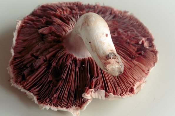 CodePinkMushroom1_0542