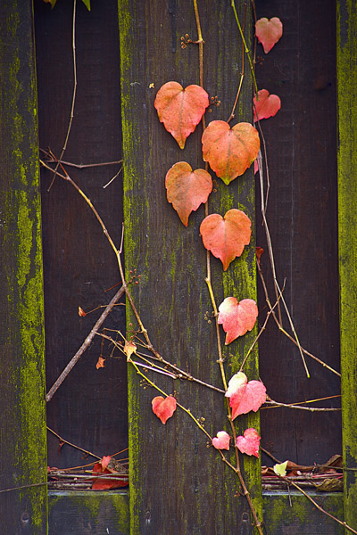 HeartLeaves3_0584
