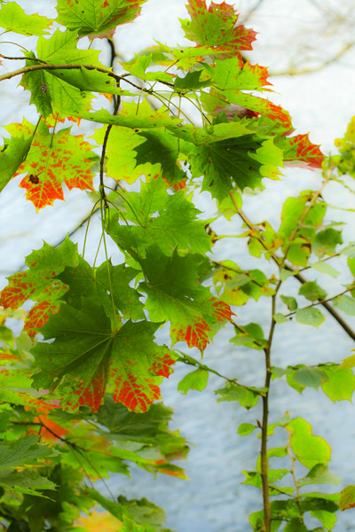 RedTipMapleLeav5_0495