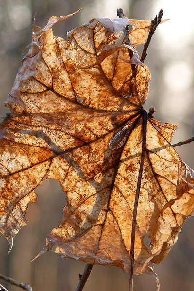 Poem and picture from the book, Natures Jinns by Joel Miller 