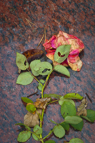 WiltRoseMarble6_0643