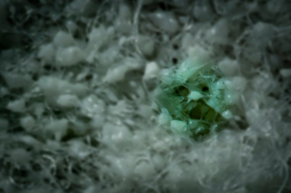 SwampDecadence3_1054