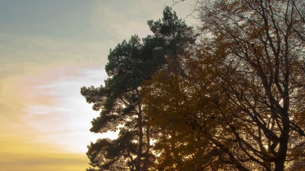 LakeTreesFallDusk_2963