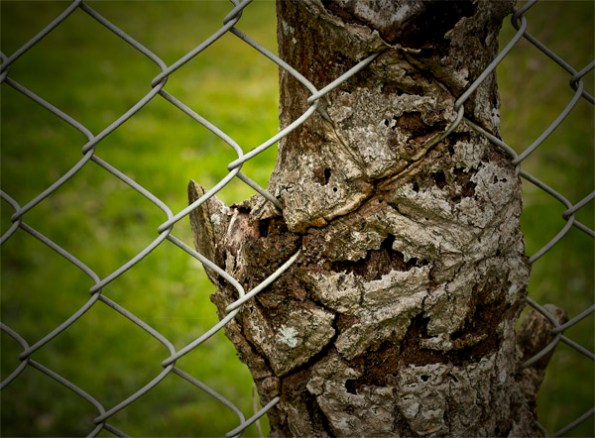 ChainFenceTree8_8645