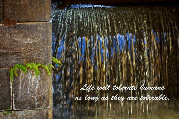 Picture text by Dartwill Aquila