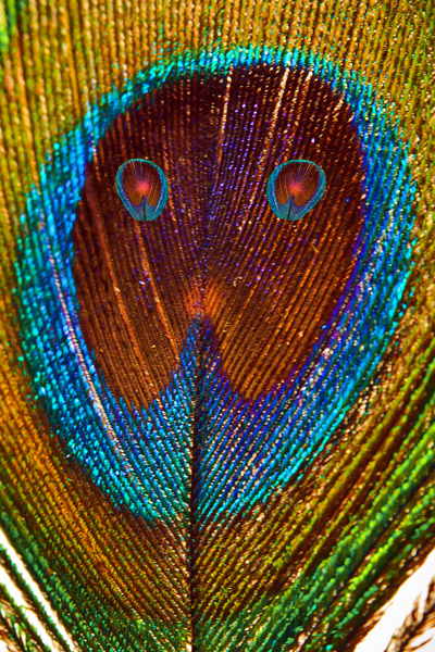 Detail of peacock feather with extra eyes