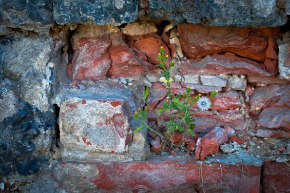 BrickWeed7_3569