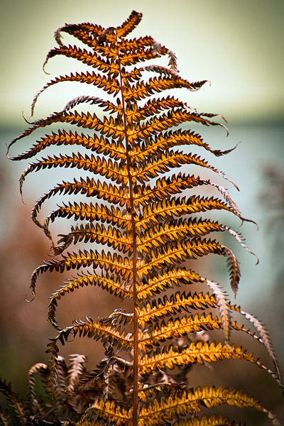 FallFern5_4129