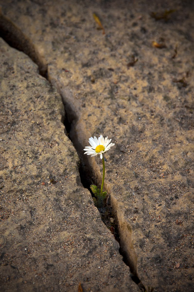 FlowerCrack_2304