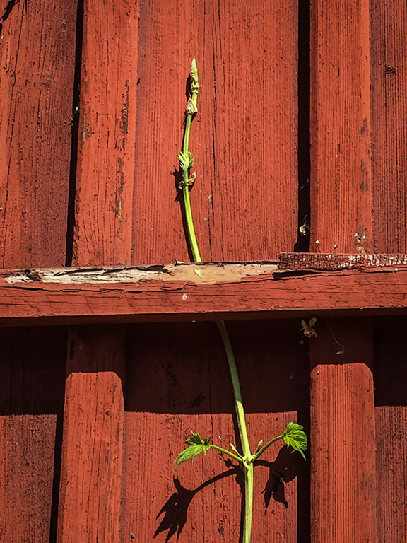 GrowBehindHinder_0568