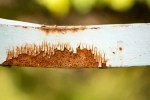 TeethOfRust0043