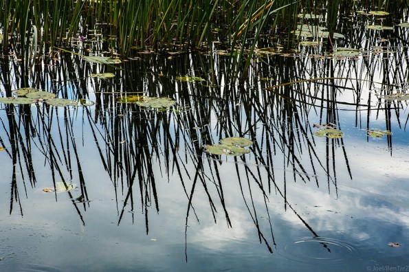 reflectedreeds-0284