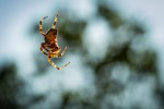 spider-0242