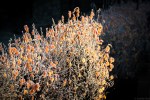 frostedbush-1020013